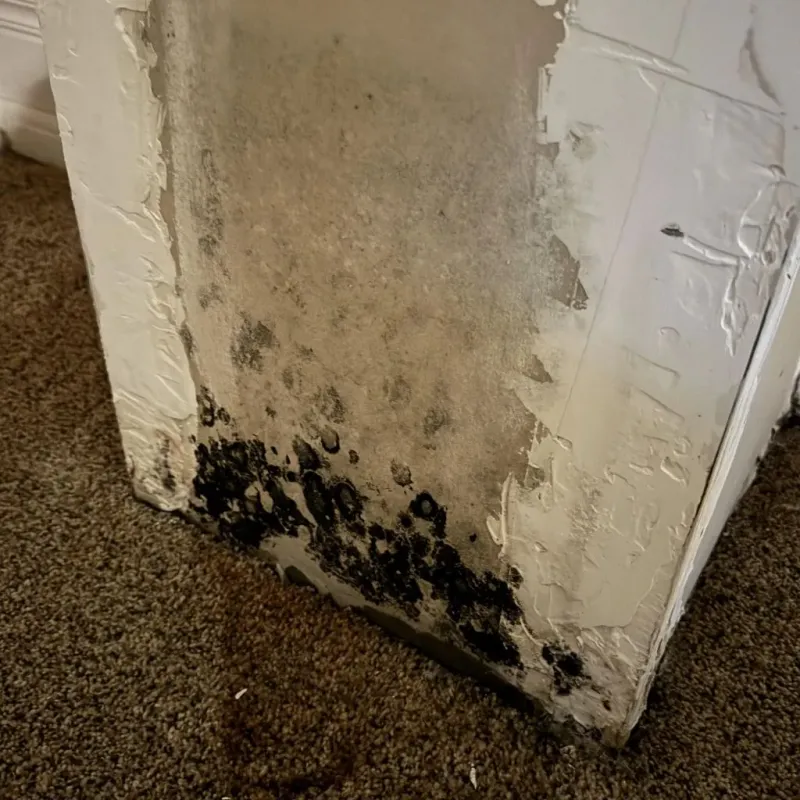 Professional Mold Removal in Sikeston, MO